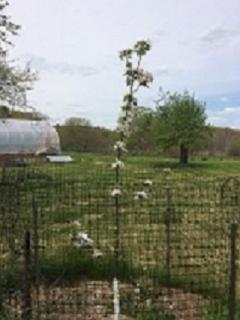 Heirloom Apple Trees - Goss Farm Spring 2016